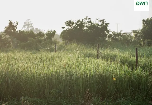 Tai Field at Luang Nuea, northern Thailand