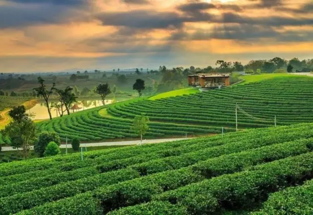 Choui Fong tea plantation, northern Thailand