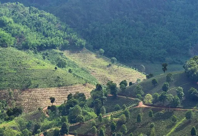 The tea plantations, northern Thailand