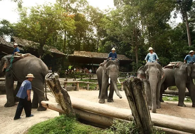 Mae Sa Elephant Camp, northern Thailand
