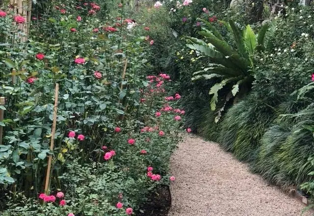 Royal Huay Phak Phai Rose Garden, northern Thailand